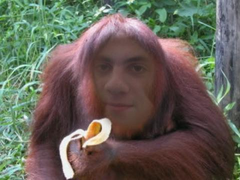 Padrino degli oranghi